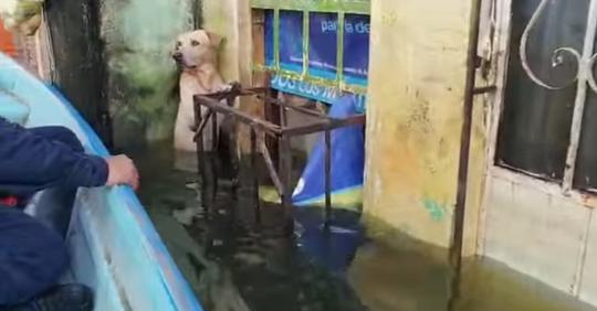 Люди спасли собаку, которая стояла на задних лапах в воде, чтобы не утонуть