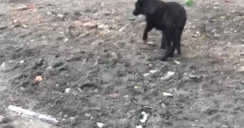 Зимой люди нашли собачку, которая еле ходила, а через месяц она внезапно родила