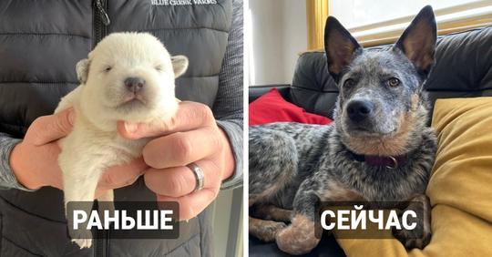 16 сравнений, с помощью которых владельцы показали, как их щенки превратились во взрослых собак