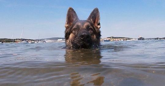 Самый преданный друг: собака 11 часов плыла к берегу, чтобы спасти своего хозяина