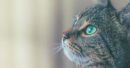 Тайная сила кошек: как они чувствуют болезни человека и пытаются об этом предупредить