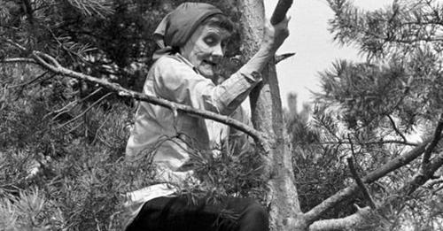 Астрид Линдгрен: «Ни один закон не запрещает старушкам лазать по деревьям!»